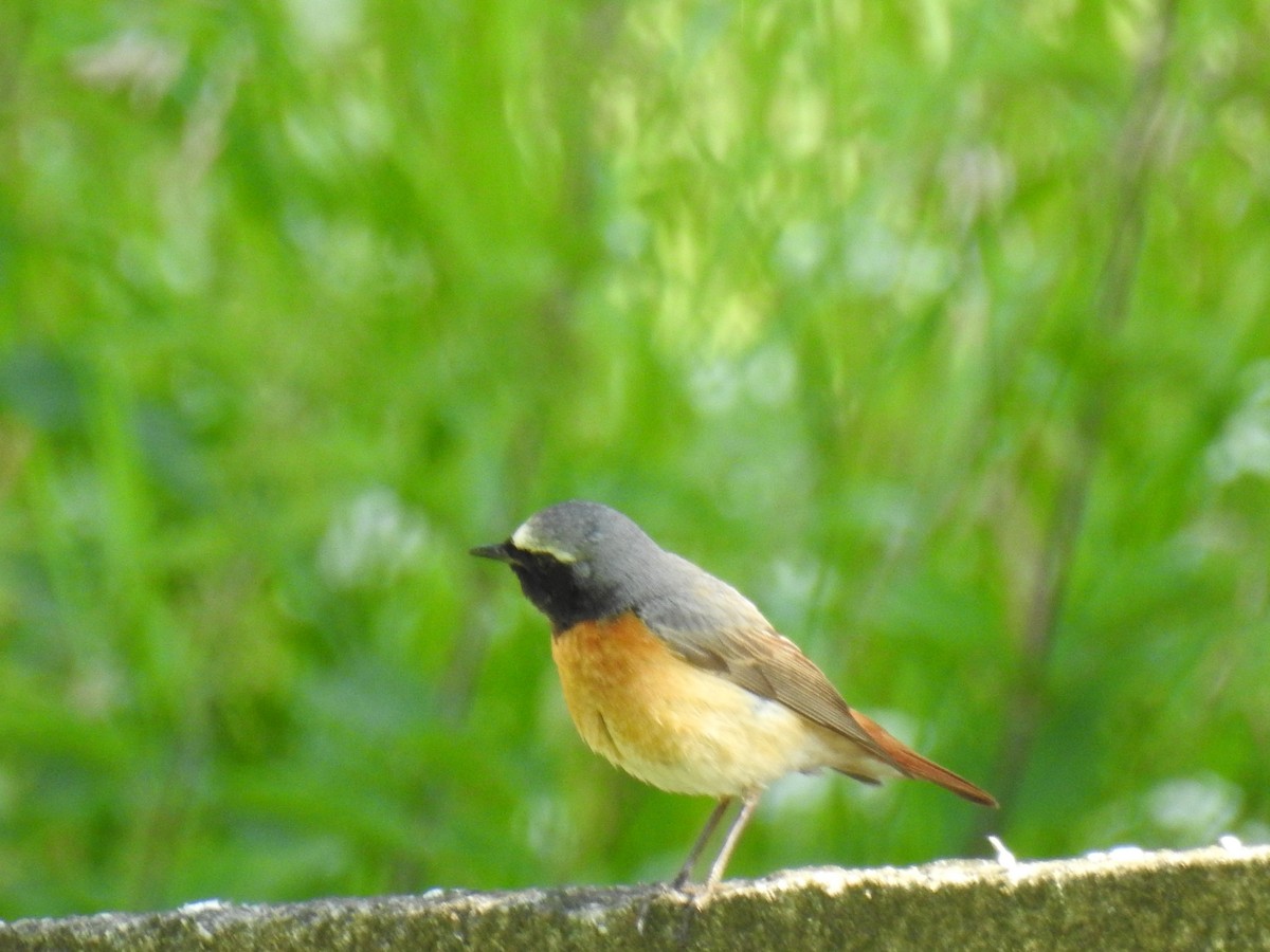 Common Redstart - ML638340114
