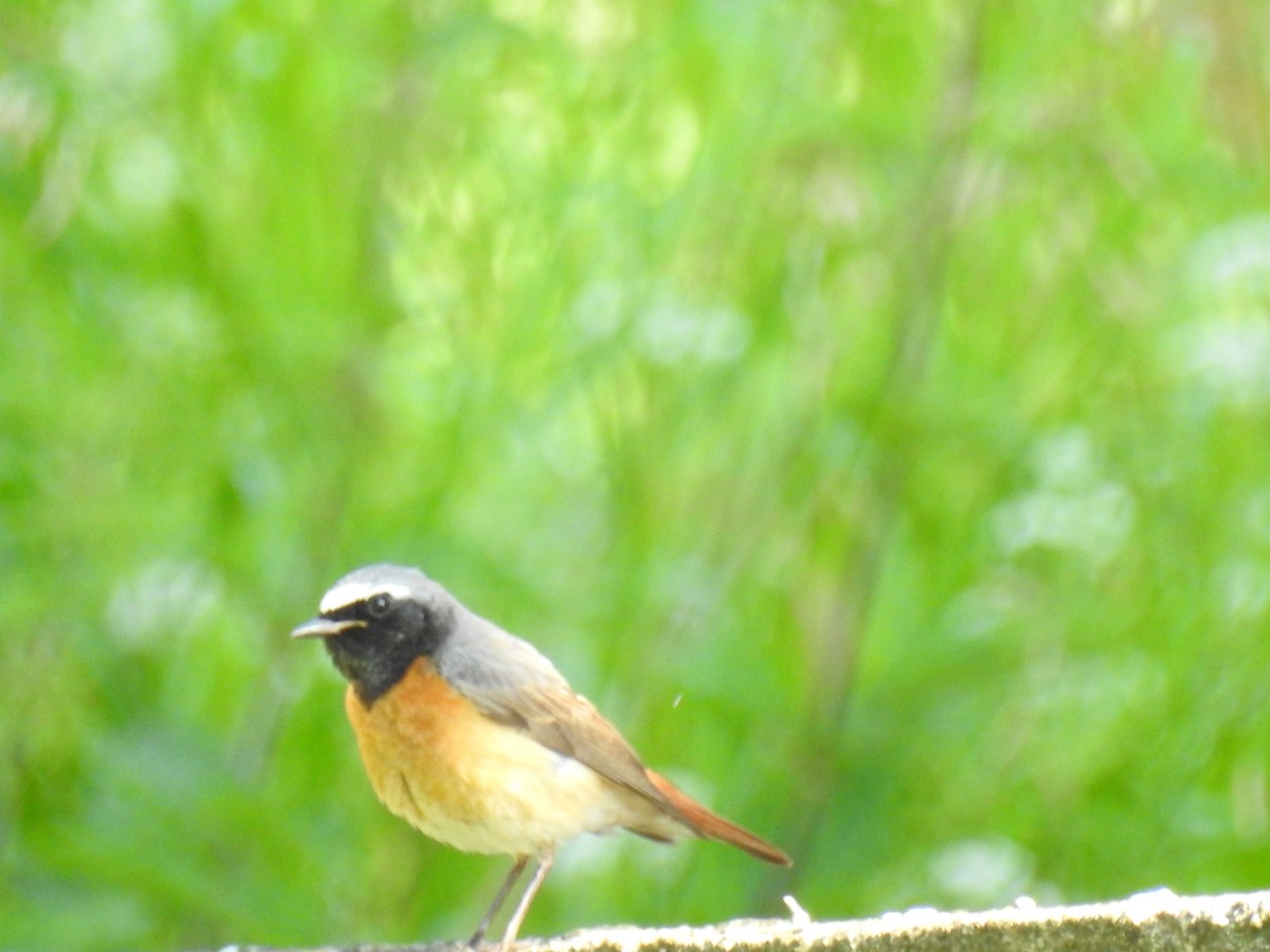 Common Redstart - ML638340115