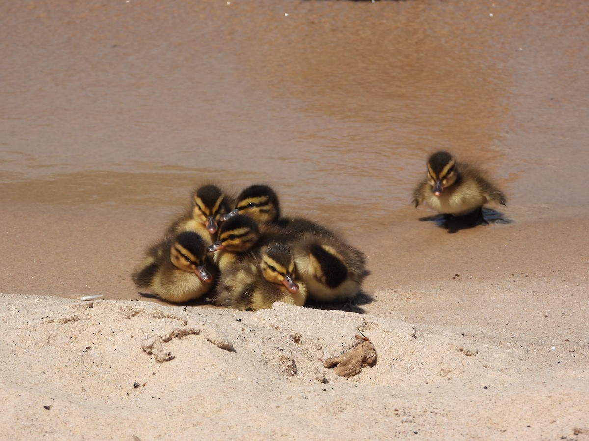 Mallard - ML638340122