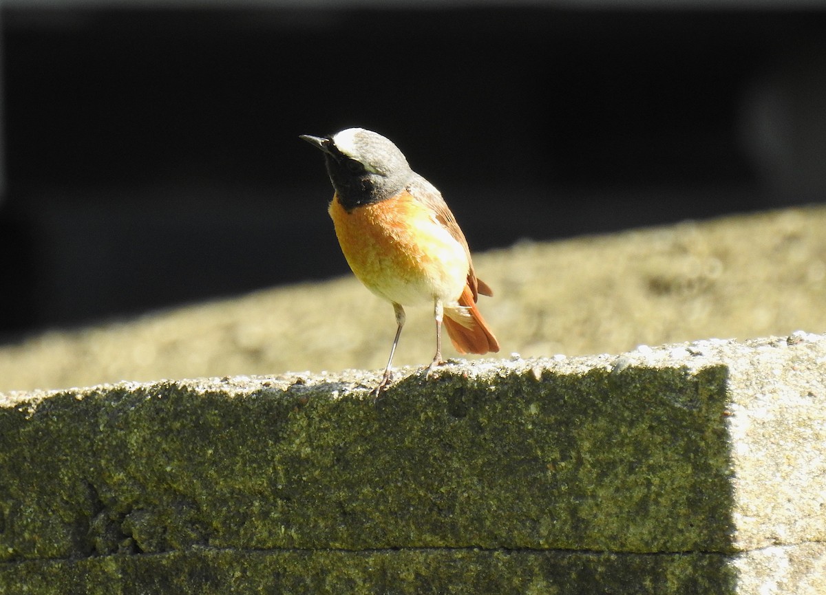 Common Redstart - ML638340125