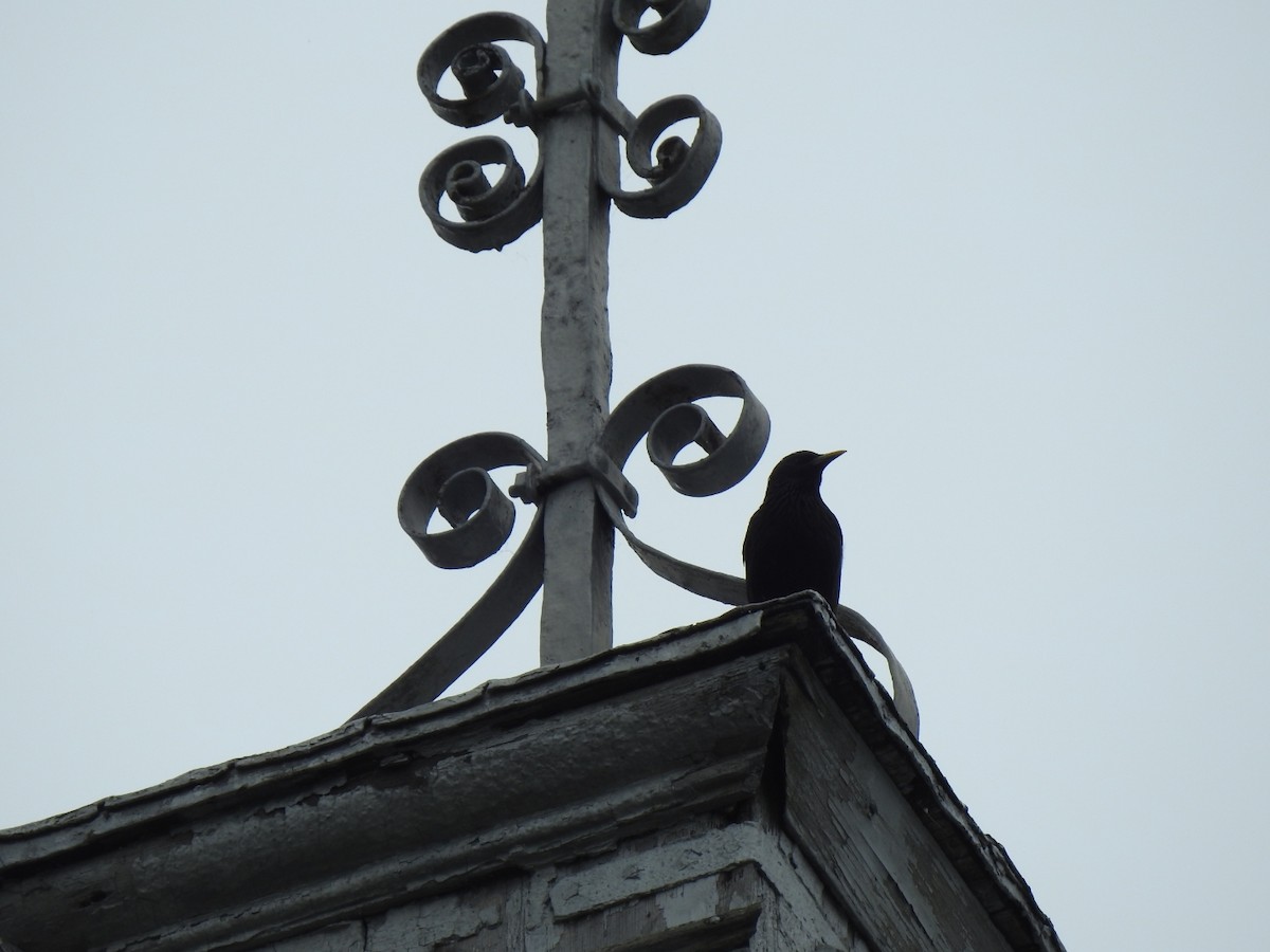 European Starling - ML638340145