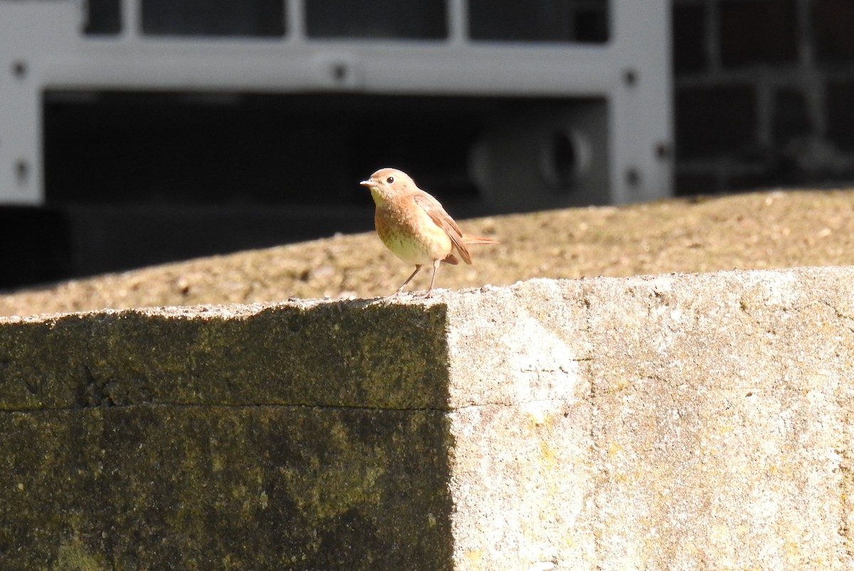 Common Redstart - ML638340152