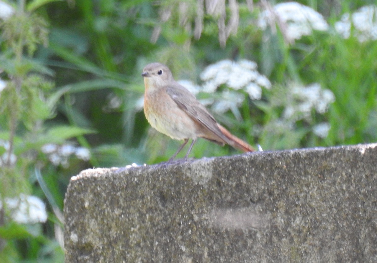 Common Redstart - ML638340153
