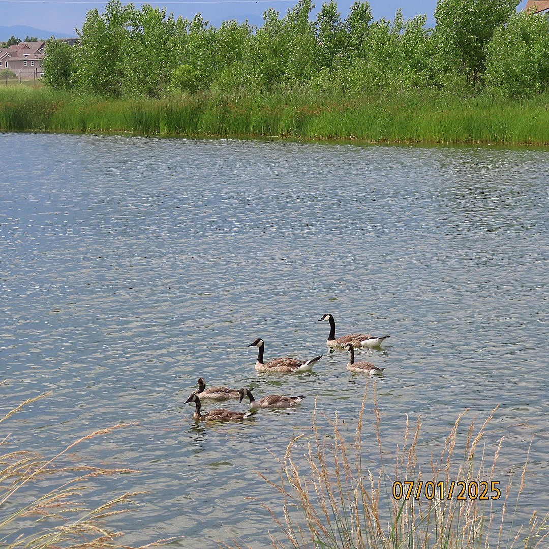 Canada Goose - ML638340157