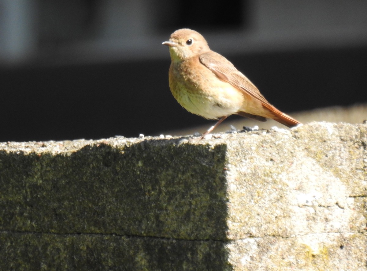 Common Redstart - ML638340162