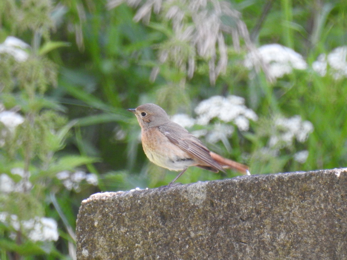 Common Redstart - ML638340163
