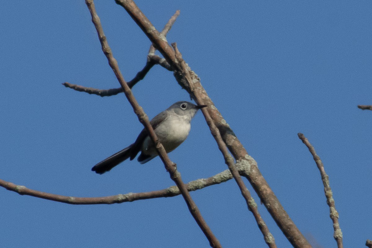 Blue-gray Gnatcatcher - ML638340171