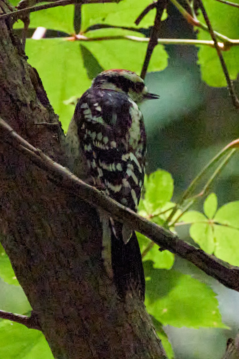 Downy Woodpecker - ML638340179