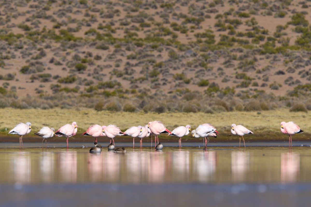 James's Flamingo - ML638340195