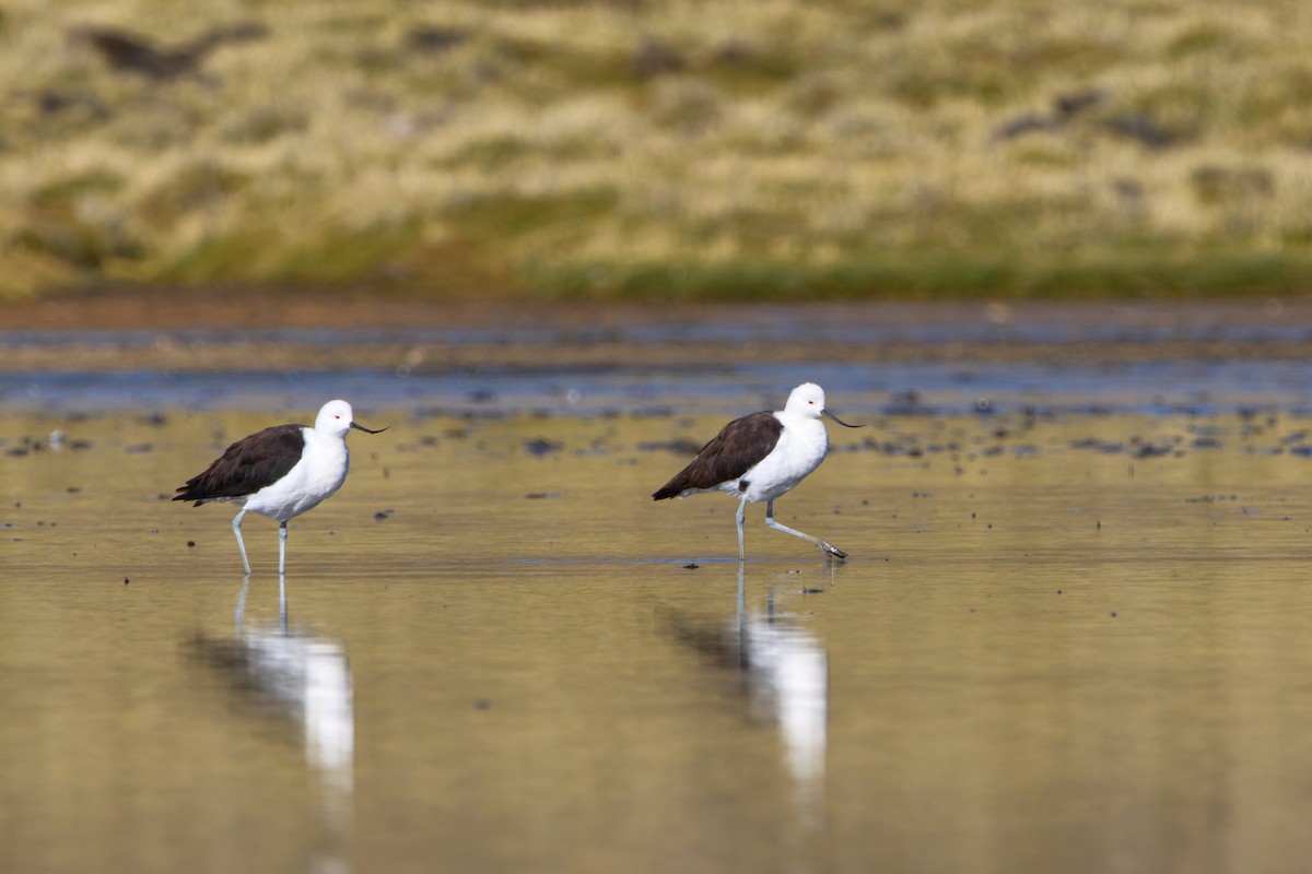 Andean Avocet - ML638340197