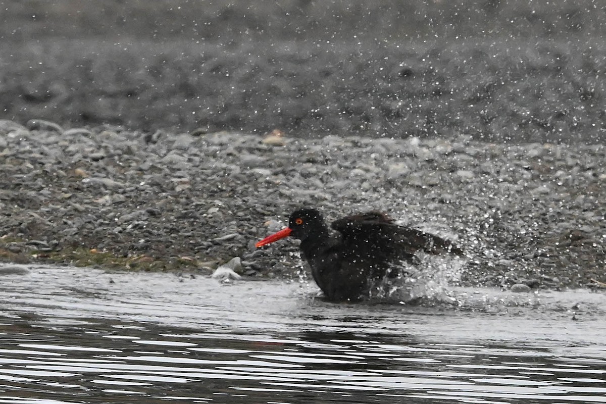 Black Oystercatcher - ML638340211