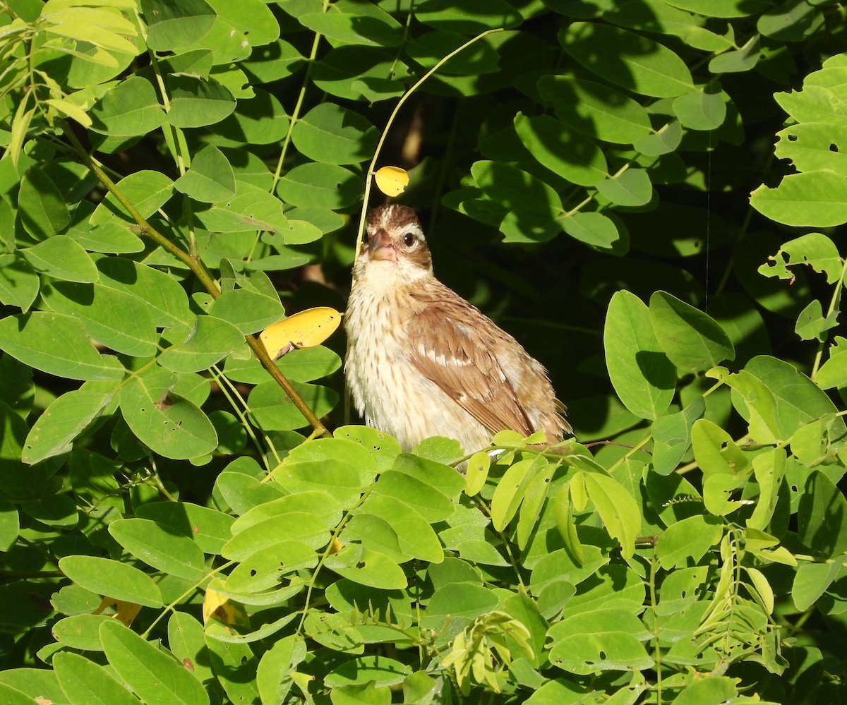 rosenbrysttykknebb - ML638340212