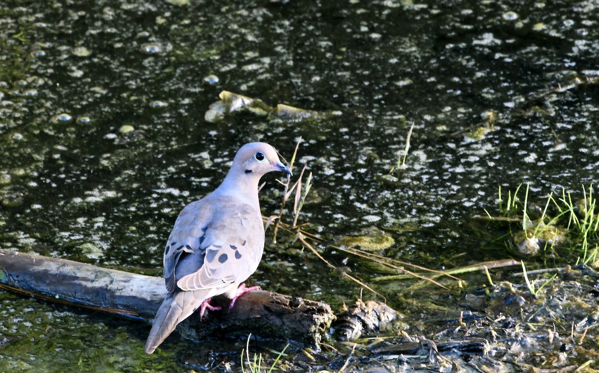 Mourning Dove - ML638340213