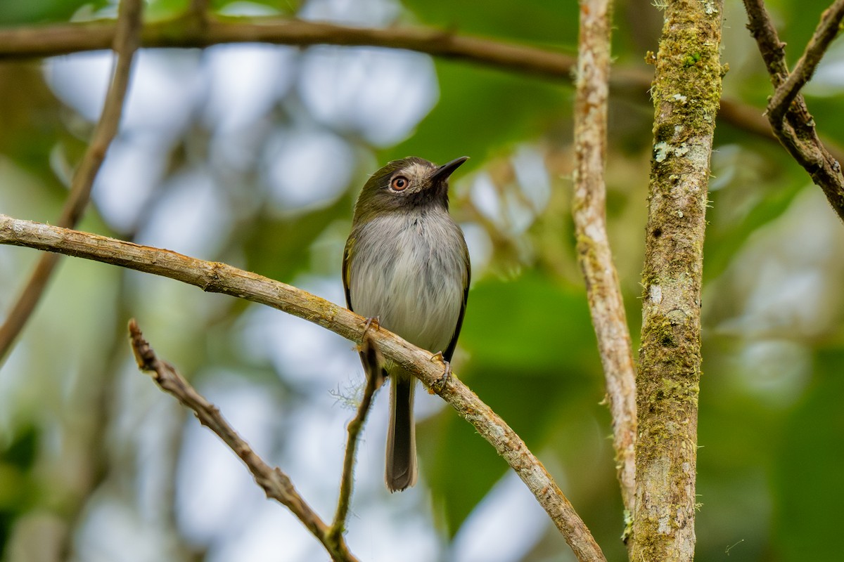 Black-throated Tody-Tyrant - ML638340215