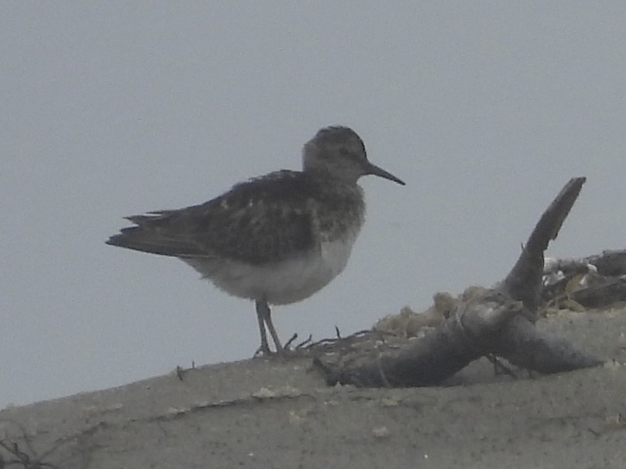 pygmésnipe - ML638340225