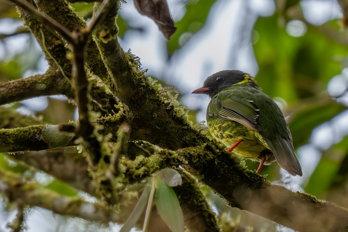 Green-and-black Fruiteater - ML638340254