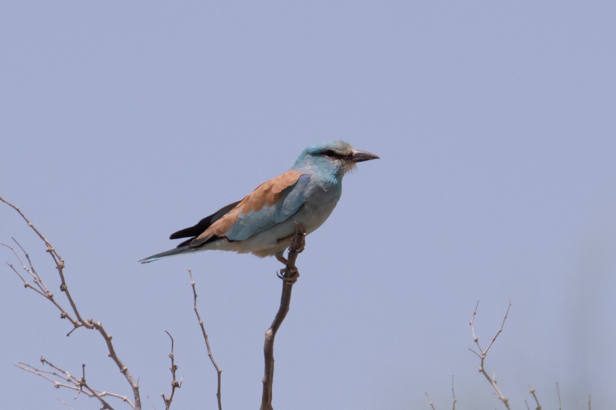 European Roller - ML638340255