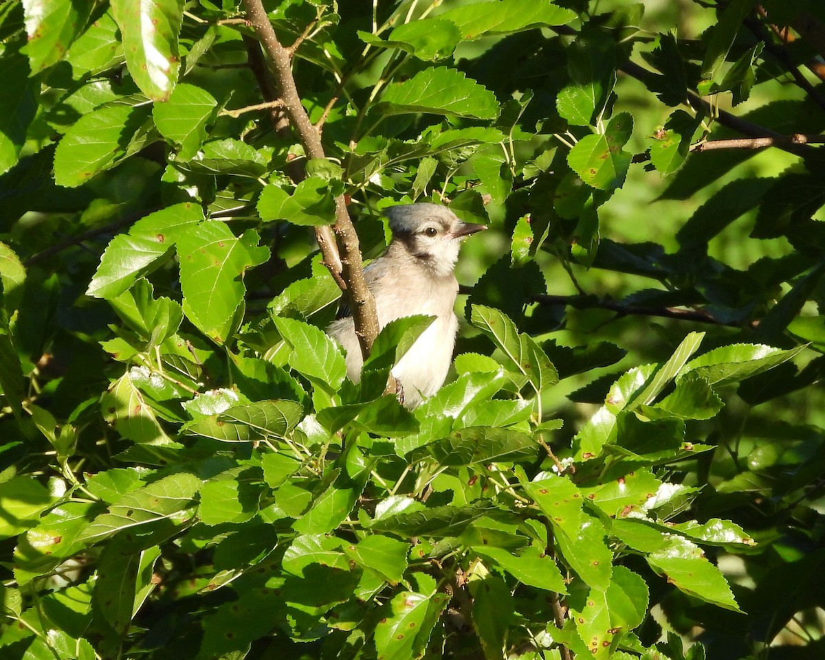 Blue Jay - ML638340260