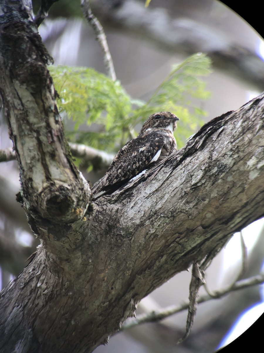 Lesser Nighthawk - ML638340264