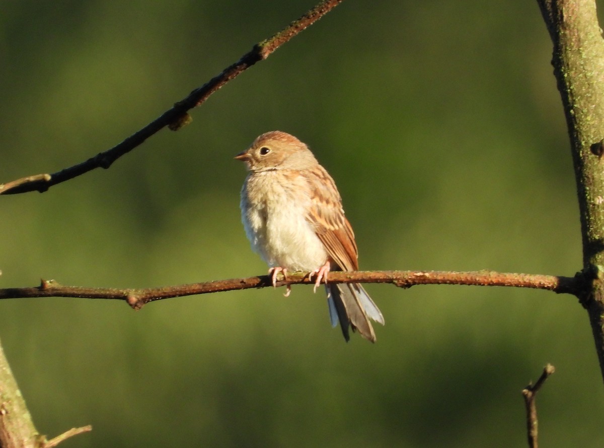 Field Sparrow - ML638340292