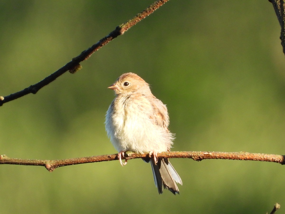 Field Sparrow - ML638340295