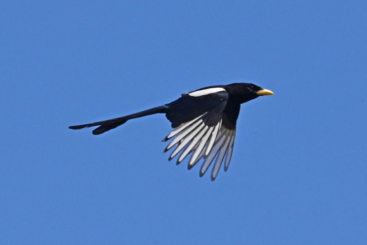 Yellow-billed Magpie - ML638340319