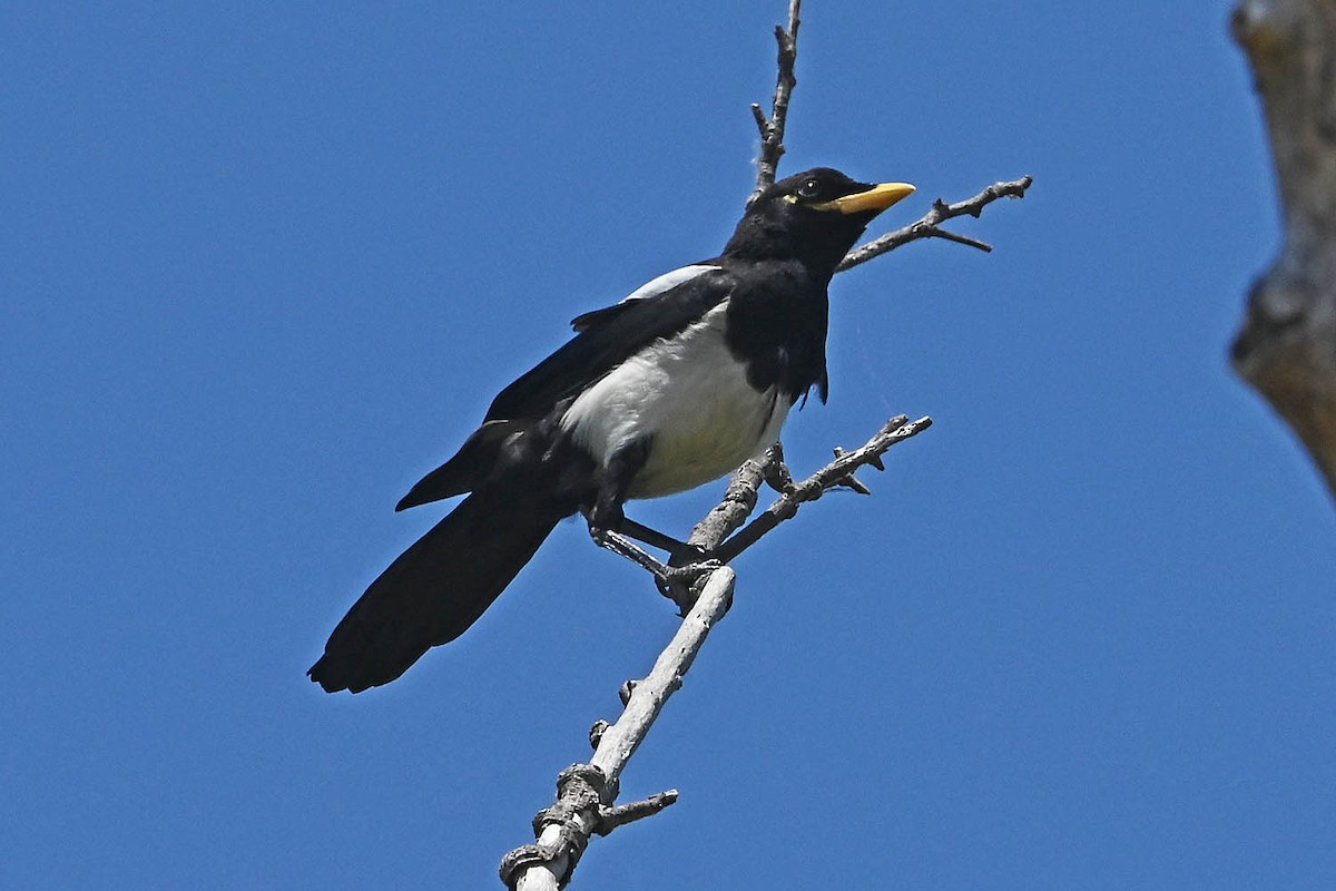 Yellow-billed Magpie - ML638340321