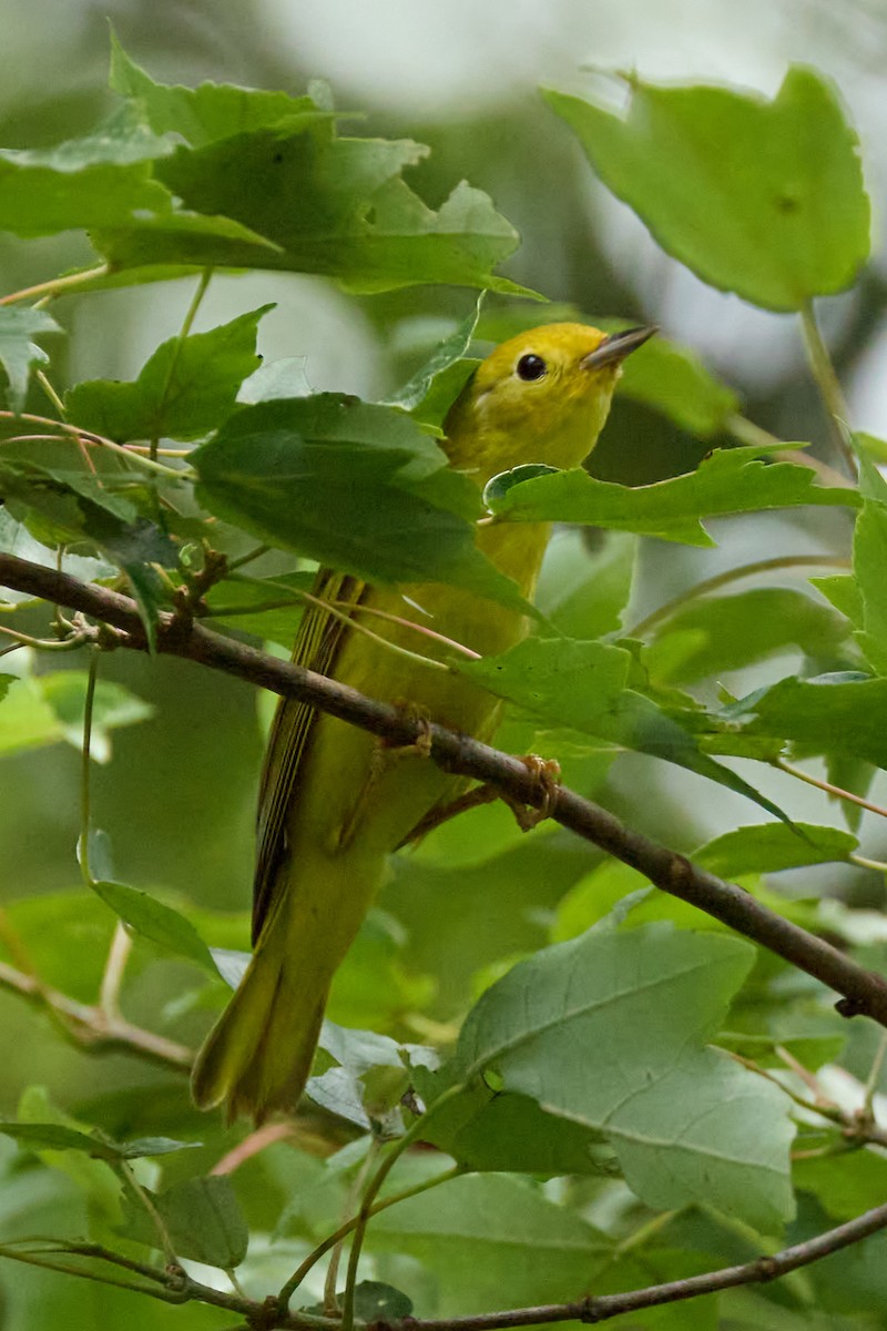 Yellow Warbler - ML638340322