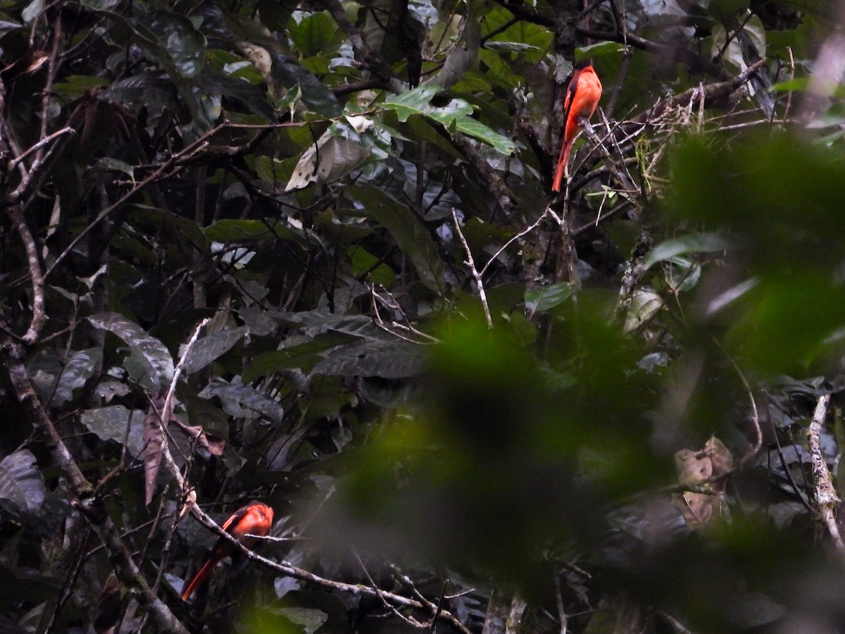 Sunda Minivet - ML638340324