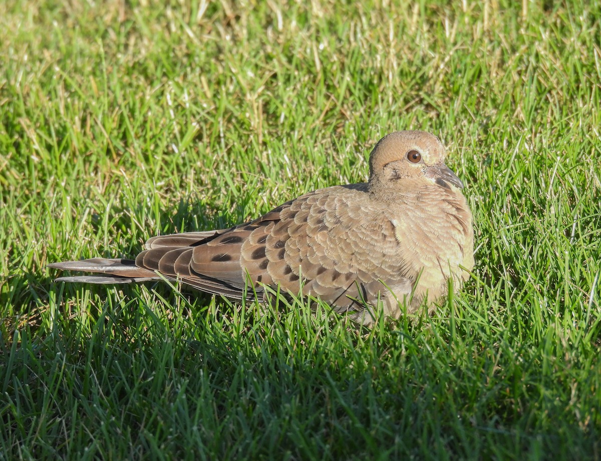 Mourning Dove - ML638340326