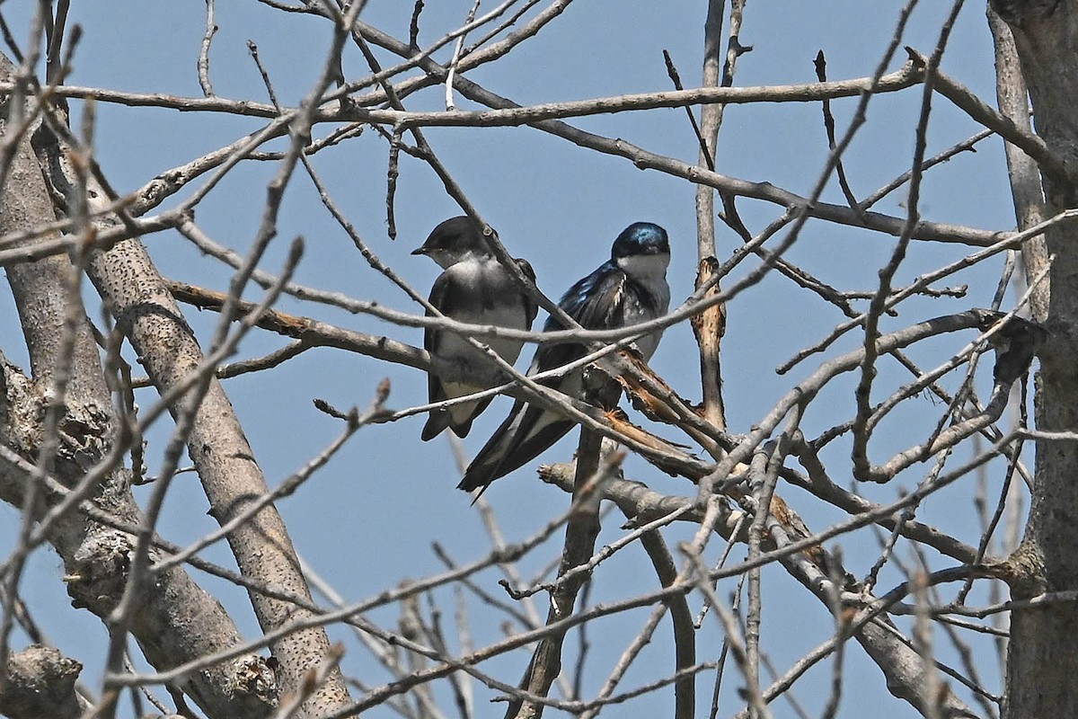 Tree Swallow - ML638340327