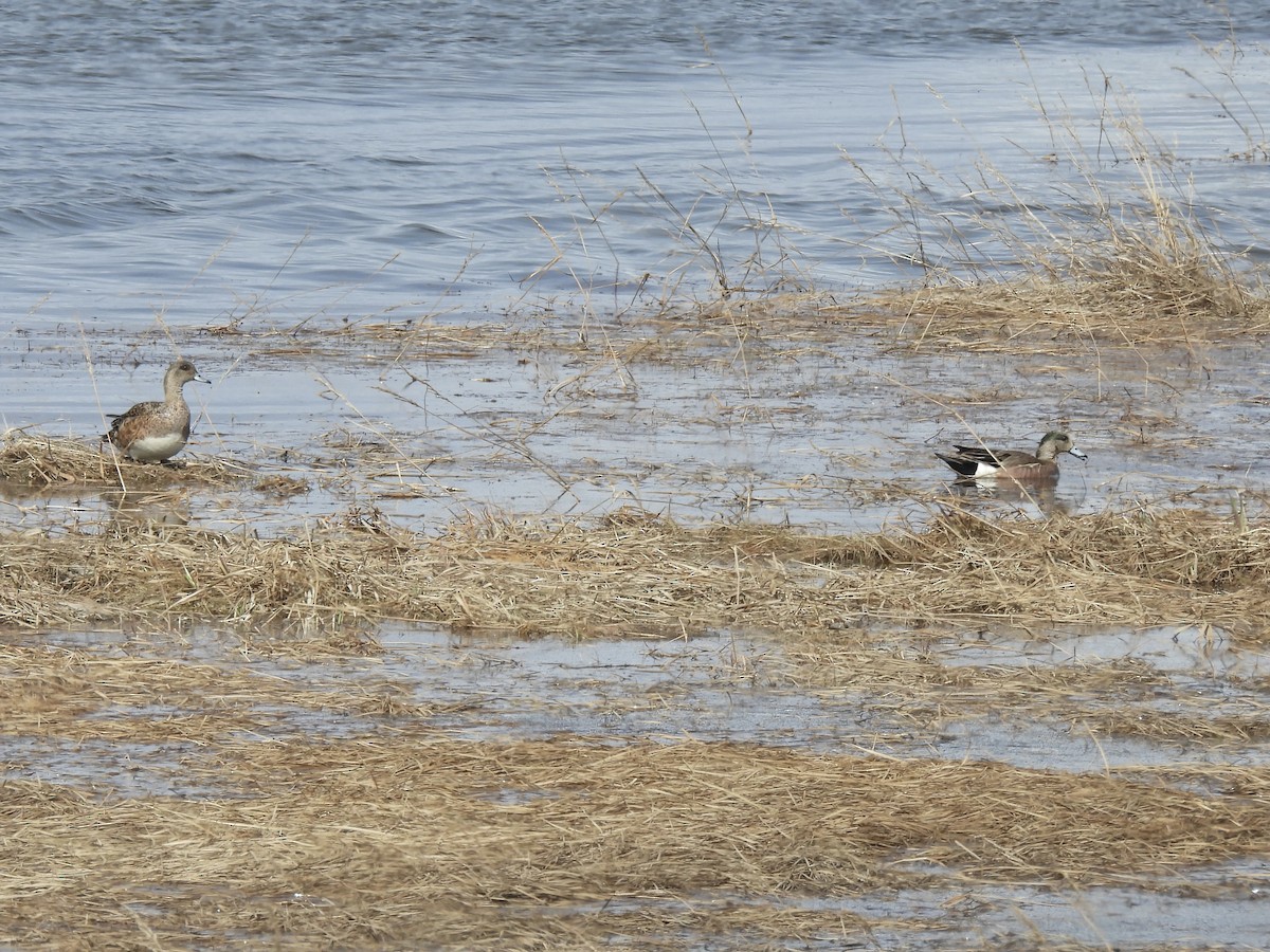 American Wigeon - ML638340370