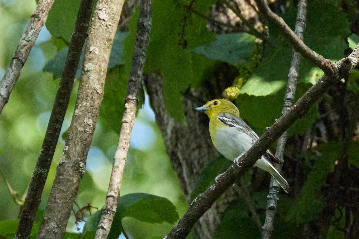 gulbrystvireo - ML638340377