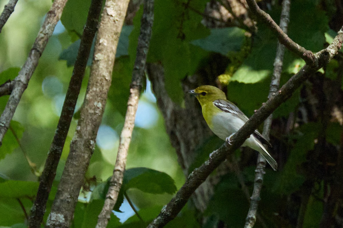 gulbrystvireo - ML638340378