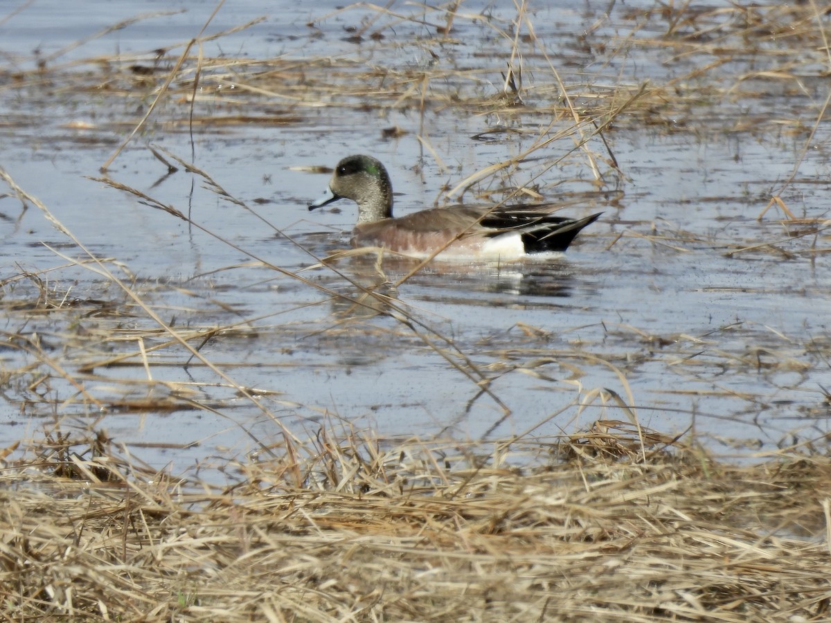 American Wigeon - ML638340383