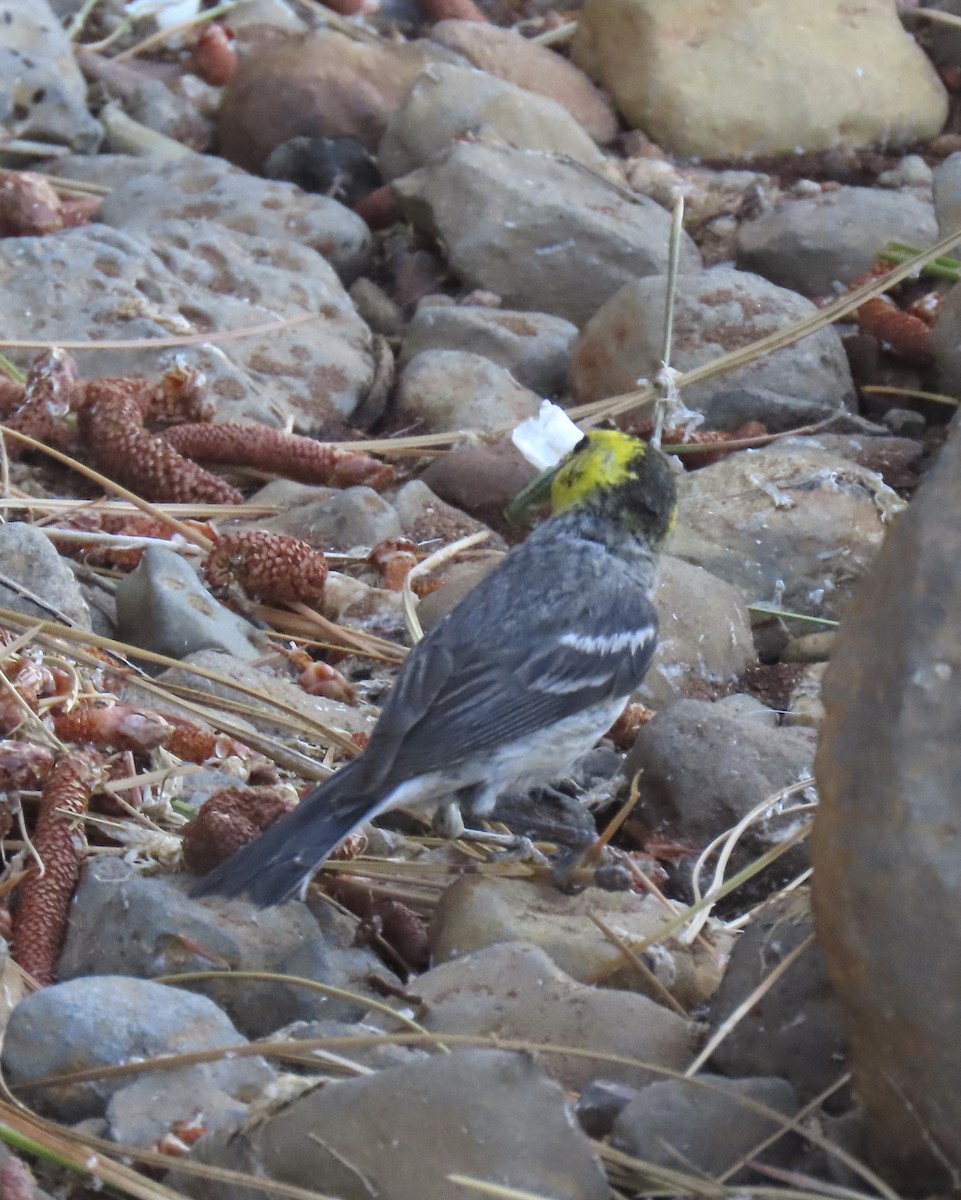 Hermit Warbler - ML638340387
