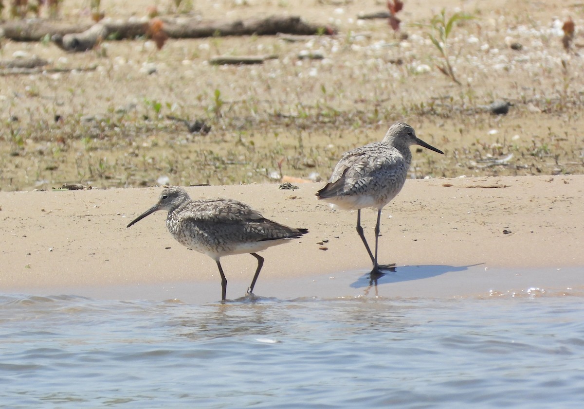 Willet - ML638340399