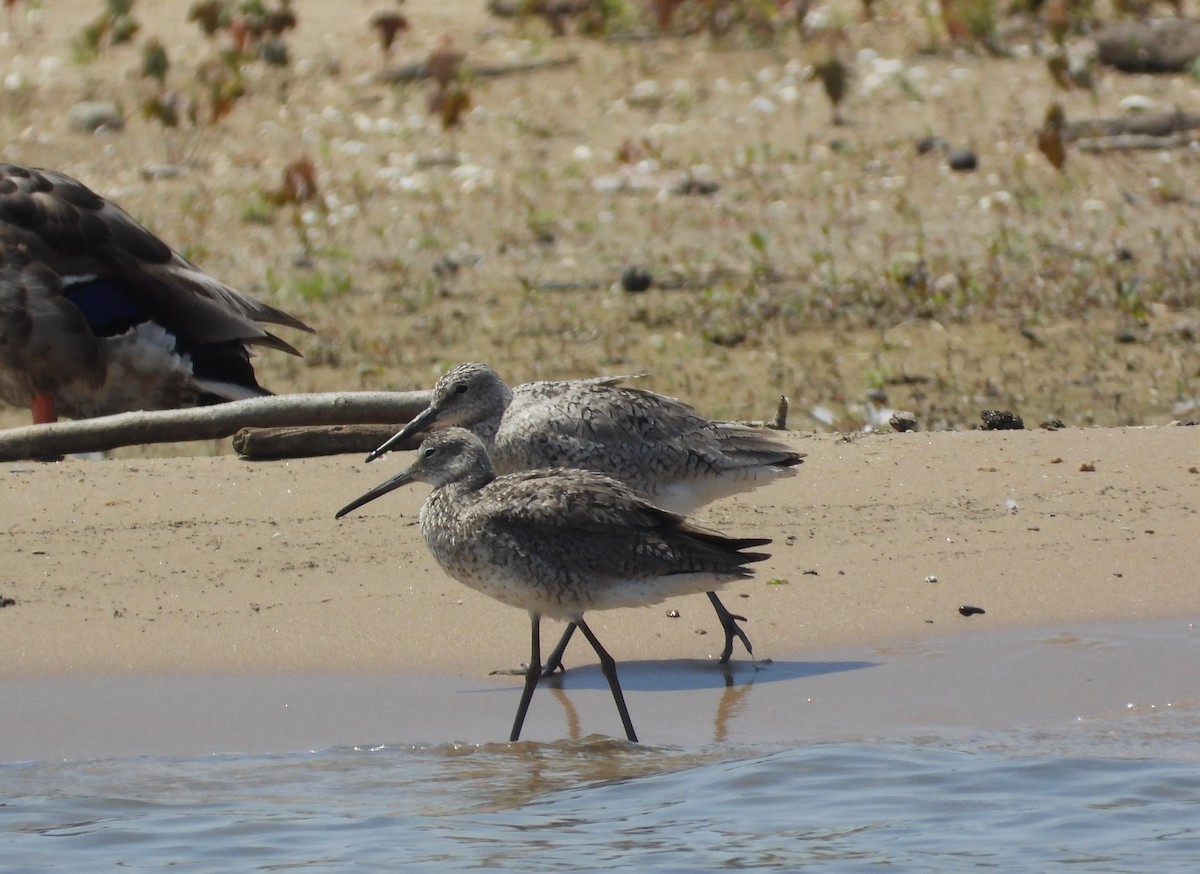 Willet - ML638340402
