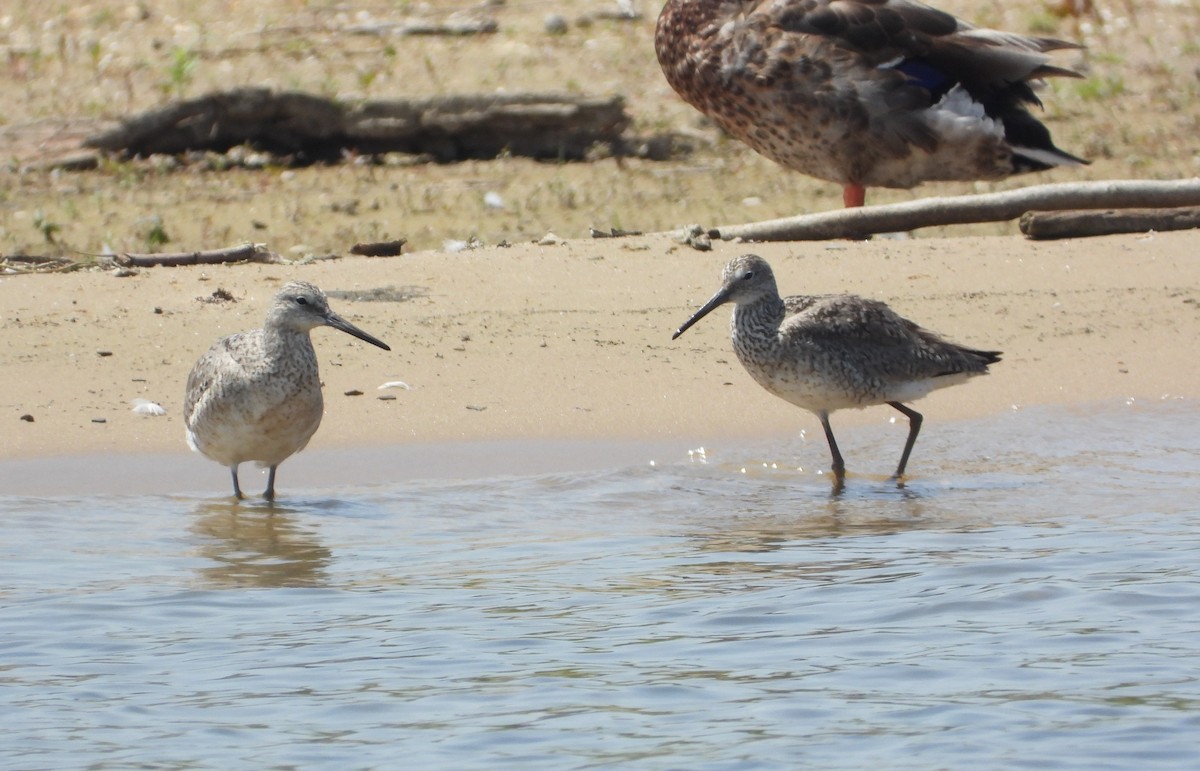 Willet - ML638340403