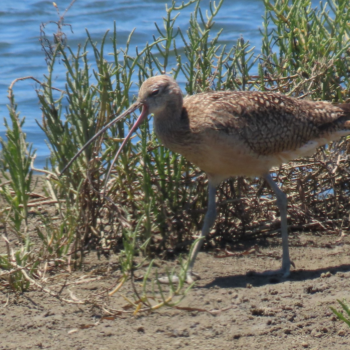 Long-billed Curlew - ML638340412