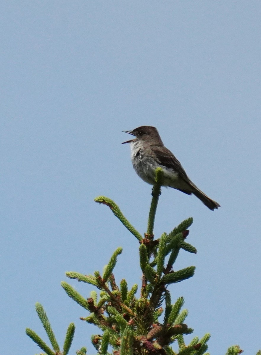 Eastern Phoebe - ML638340425