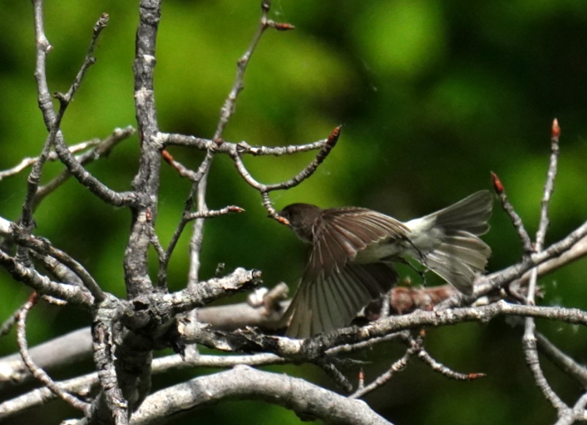 Eastern Phoebe - ML638340426