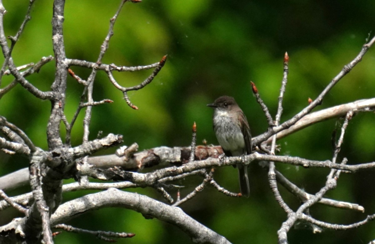 Eastern Phoebe - ML638340427