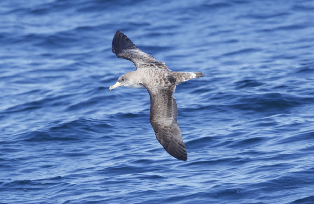 Cory's Shearwater - ML638340433
