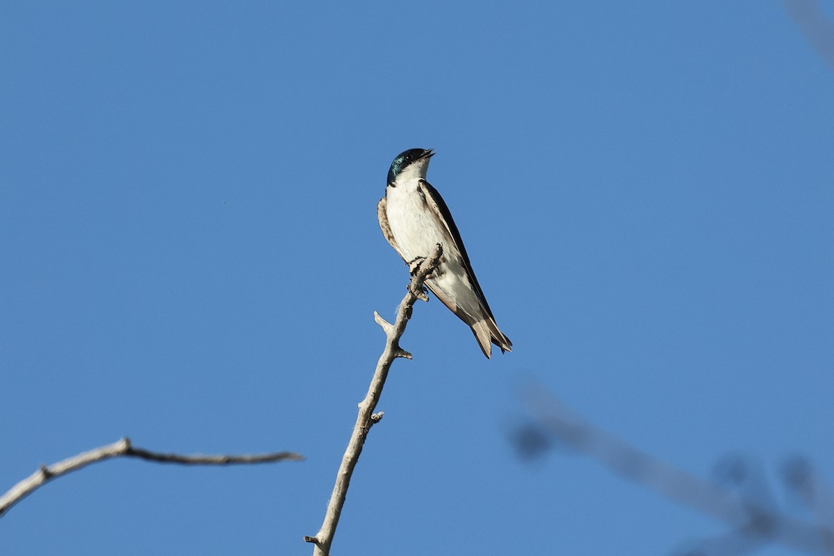 Tree Swallow - ML638340435