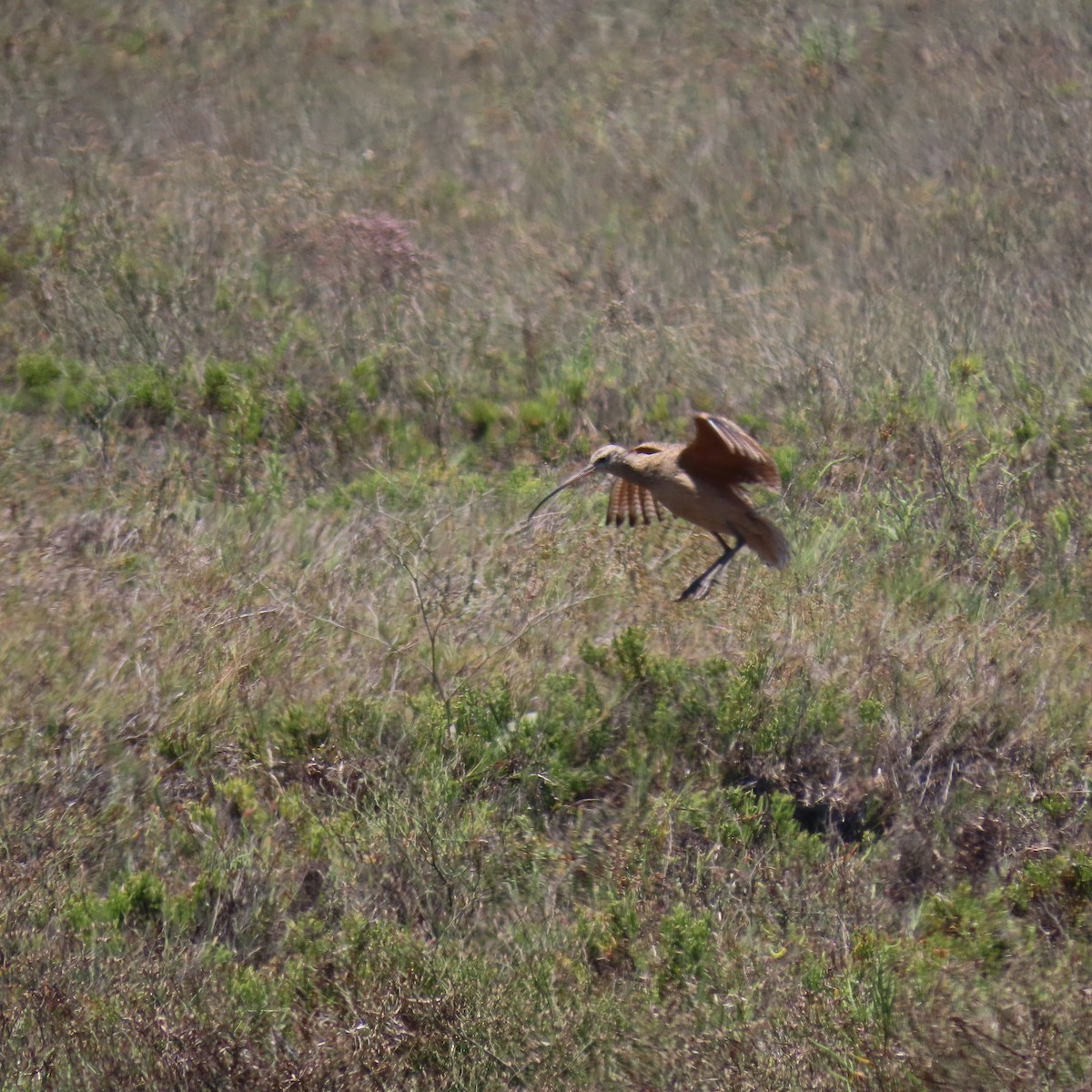 Long-billed Curlew - ML638340456