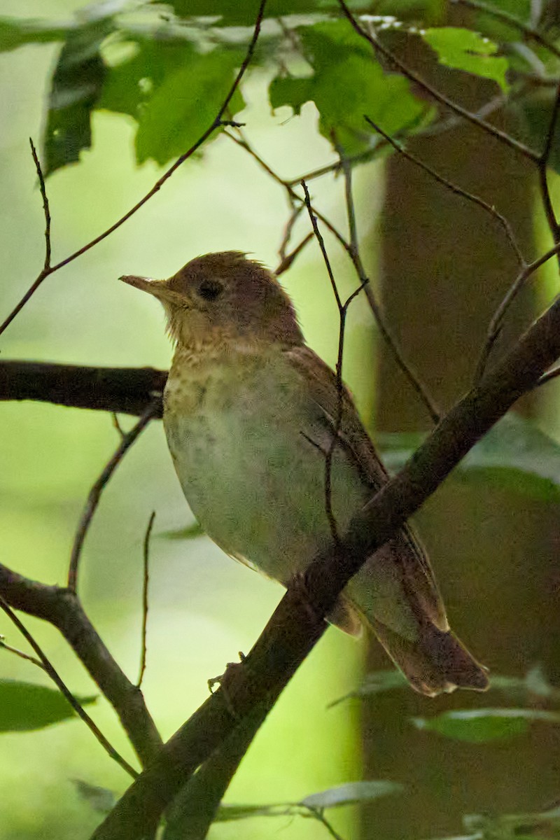 Veery - ML638340479