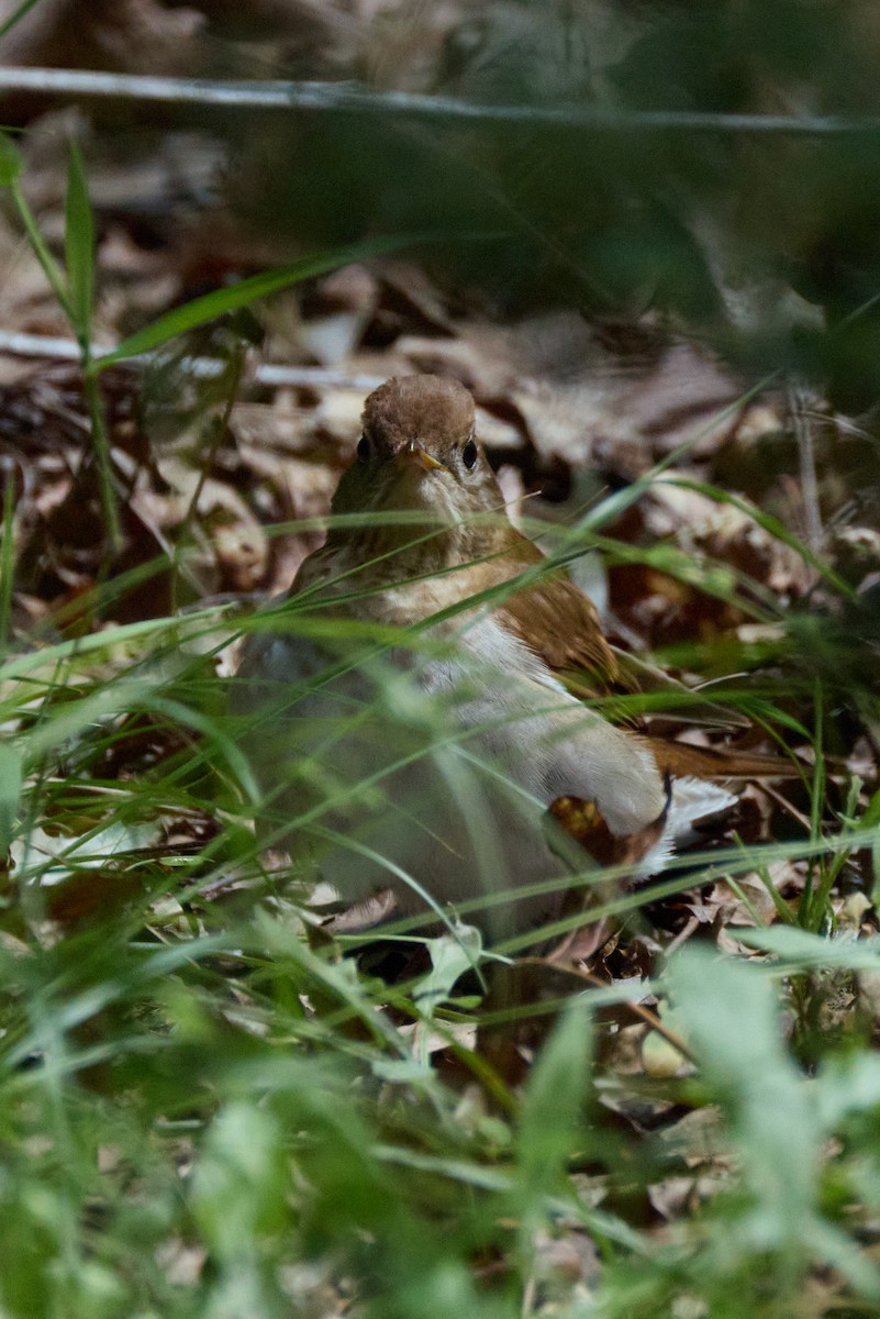 Veery - ML638340490
