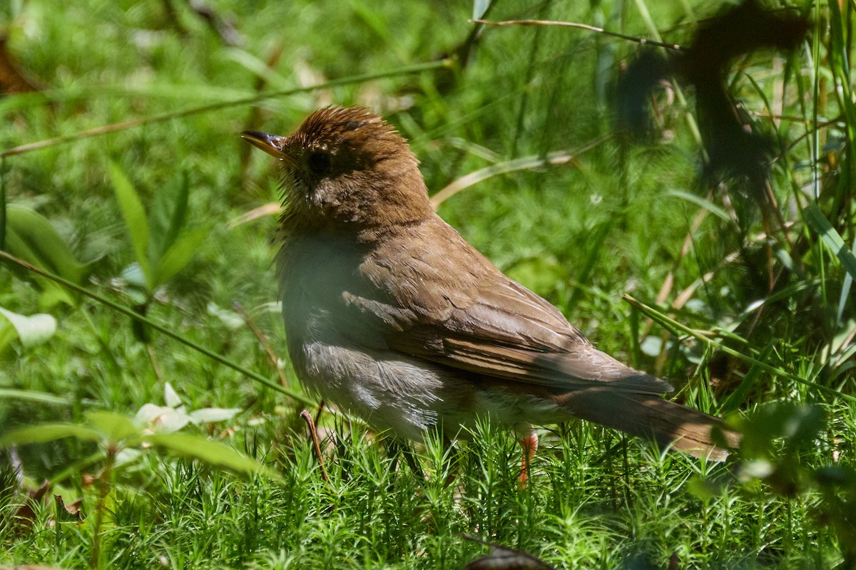 Veery - ML638340502
