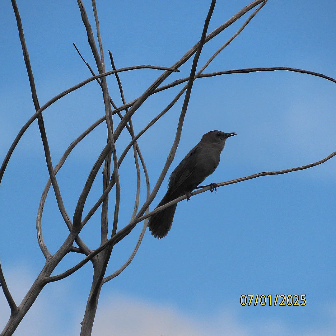 kattespottefugl - ML638340511